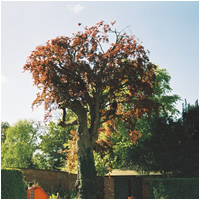 200 year old beech tree