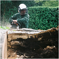 dismantling the beech tree