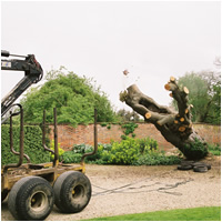 felling the beech tree